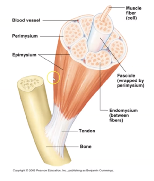 <p>Groups of muscle fibers surrounded by connective tissue</p>