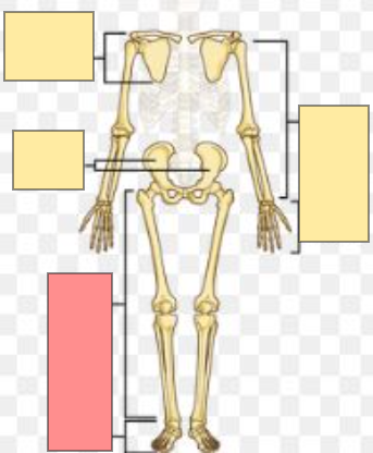 <p>hint: appendicular skeleton</p>
