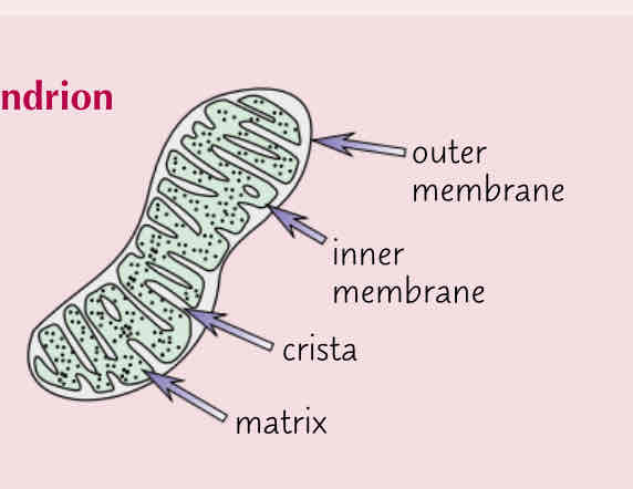 <p>Describe the mitochondrion </p>