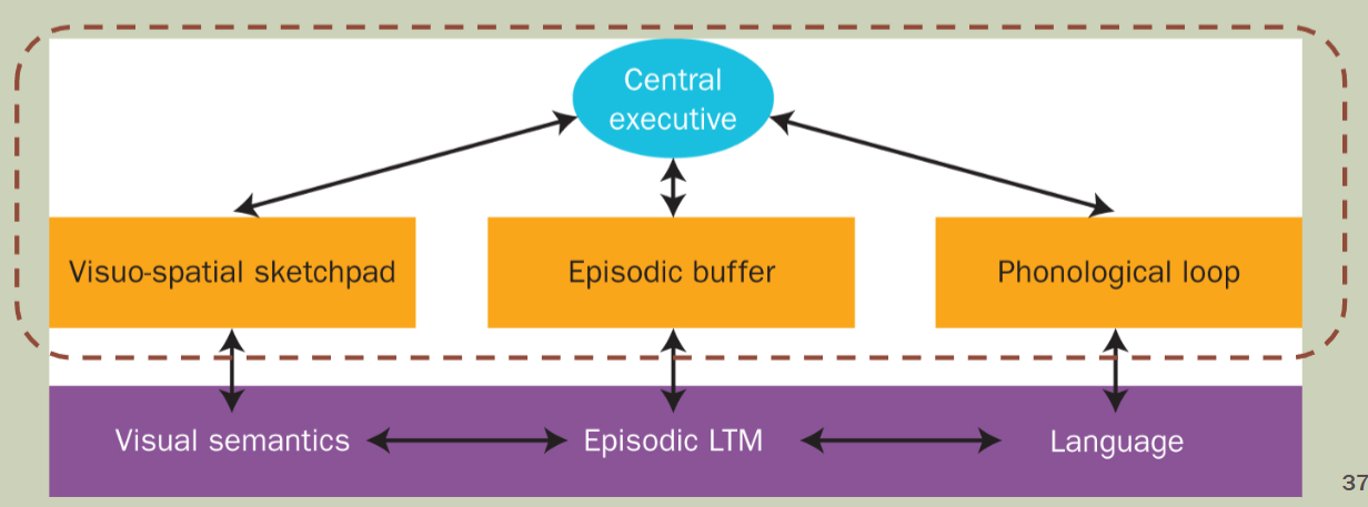 <p>Bestaand uit:</p><ul><li><p>Phonologische loop</p></li><li><p>Visuospatiale schetsblad</p></li><li><p>Episodische buffer</p></li><li><p>Central executive</p></li></ul><p></p>