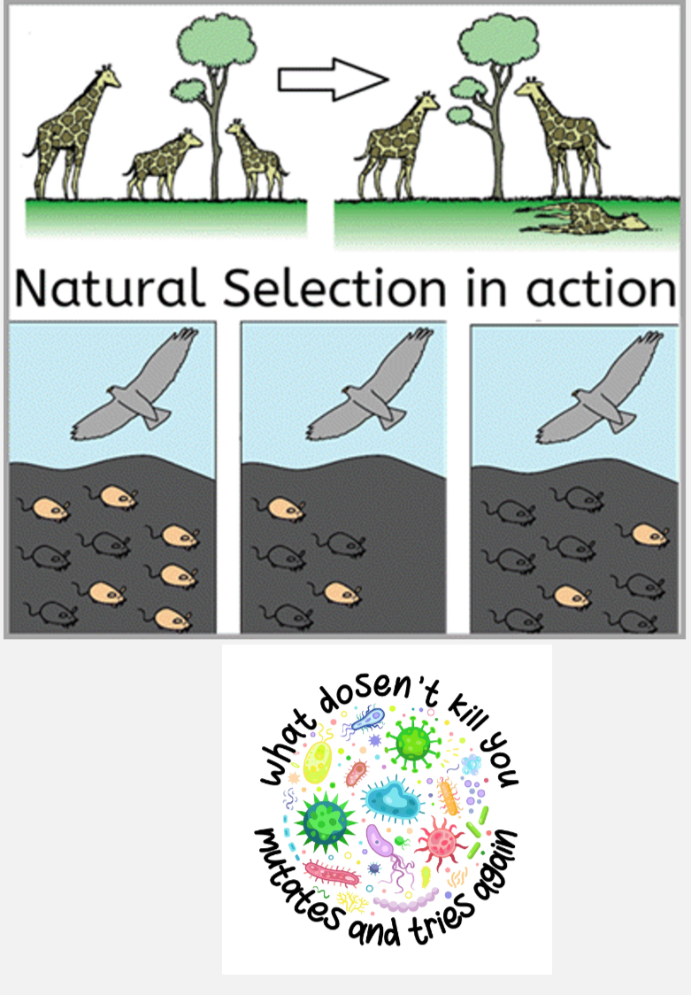 <p><span style="font-family: UICTFontTextStyleBody; font-size: 17px;">Process where variants that increase survival or reproduction become more common.</span></p>