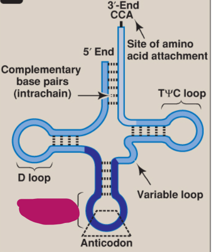<p>What is this part of tRNA?</p>