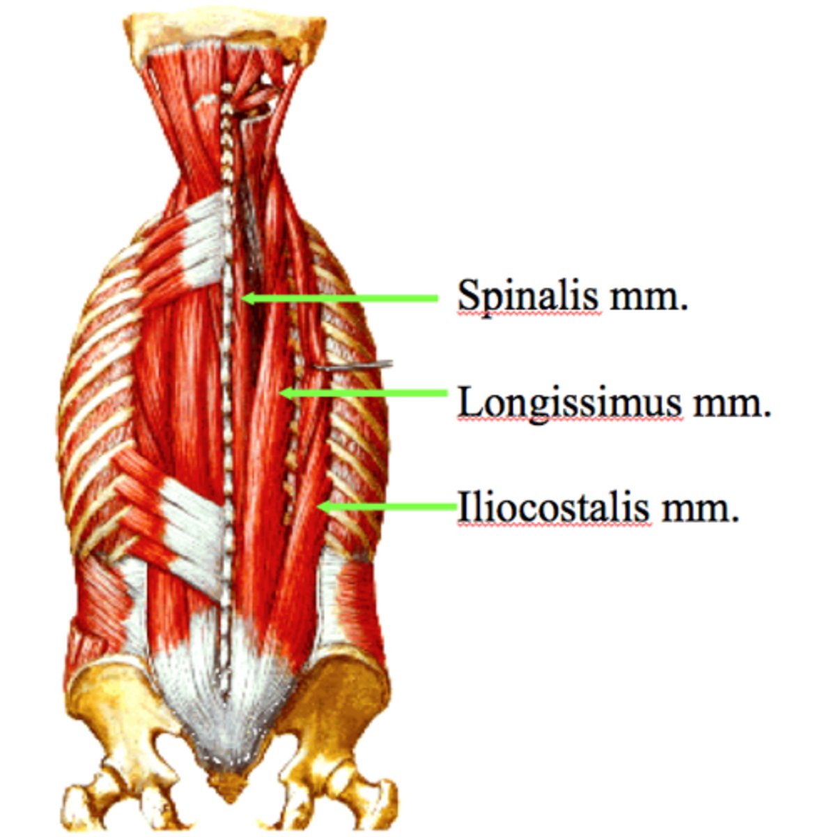 <p>What is this muscle group?</p>