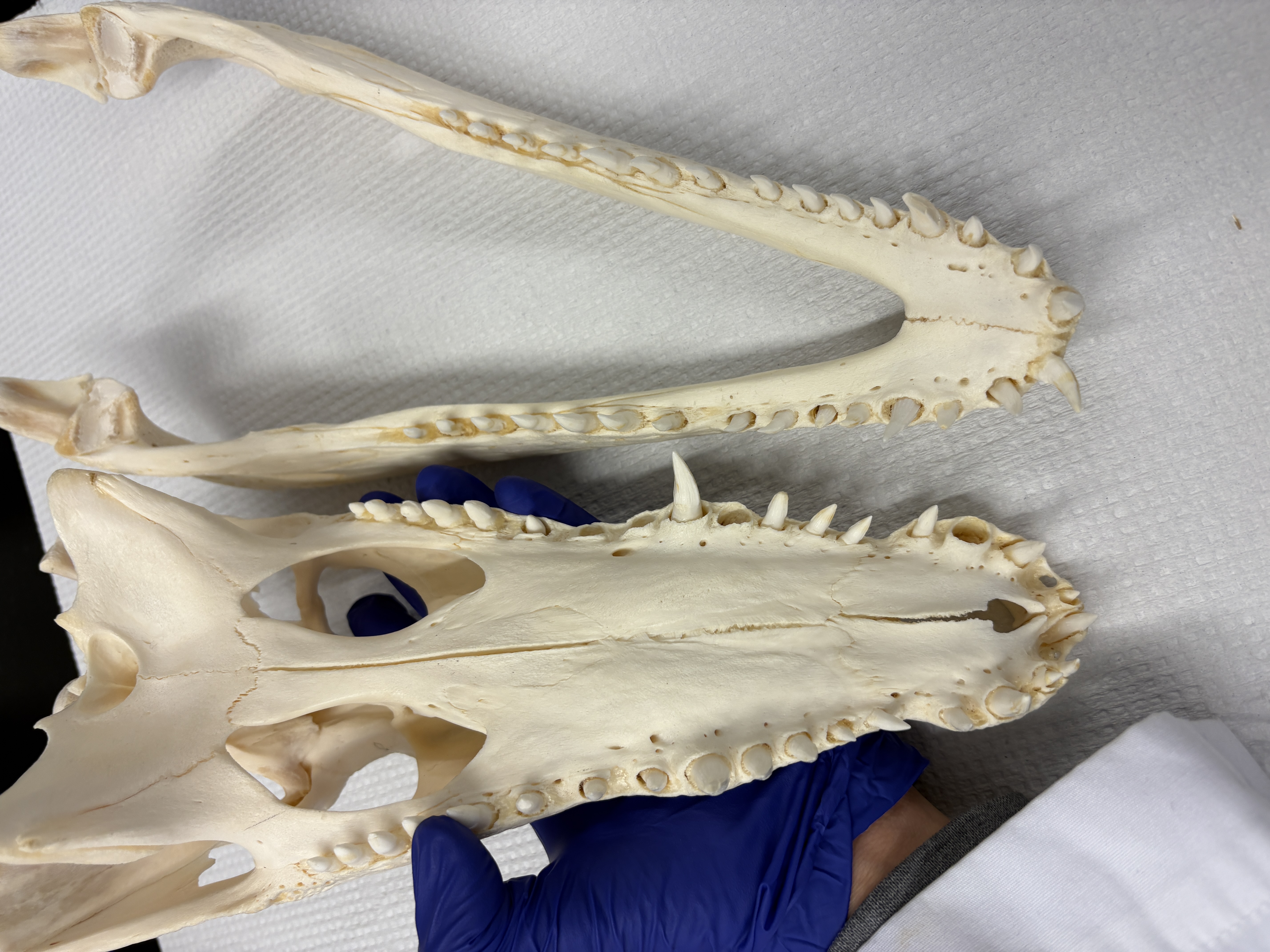 <p>Nile crocodile tooth attachment</p>