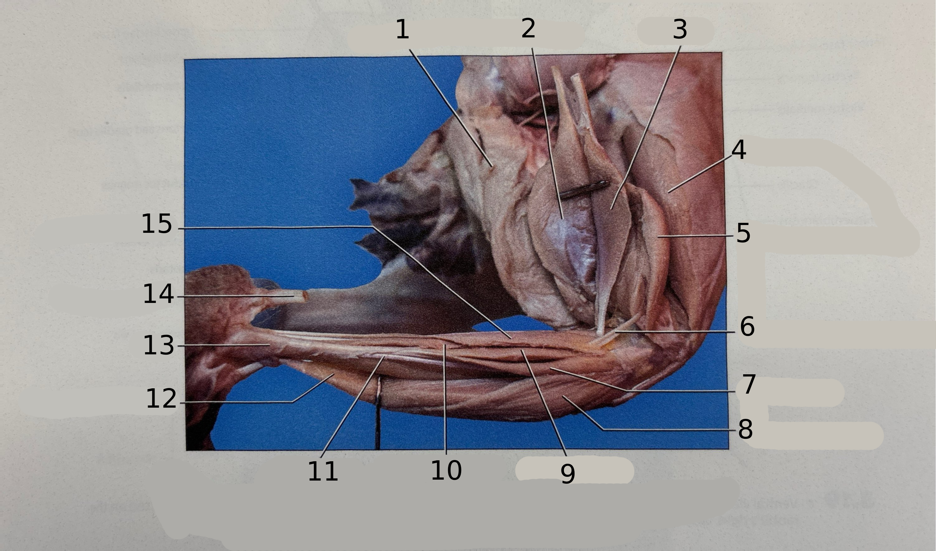 <p>8</p>