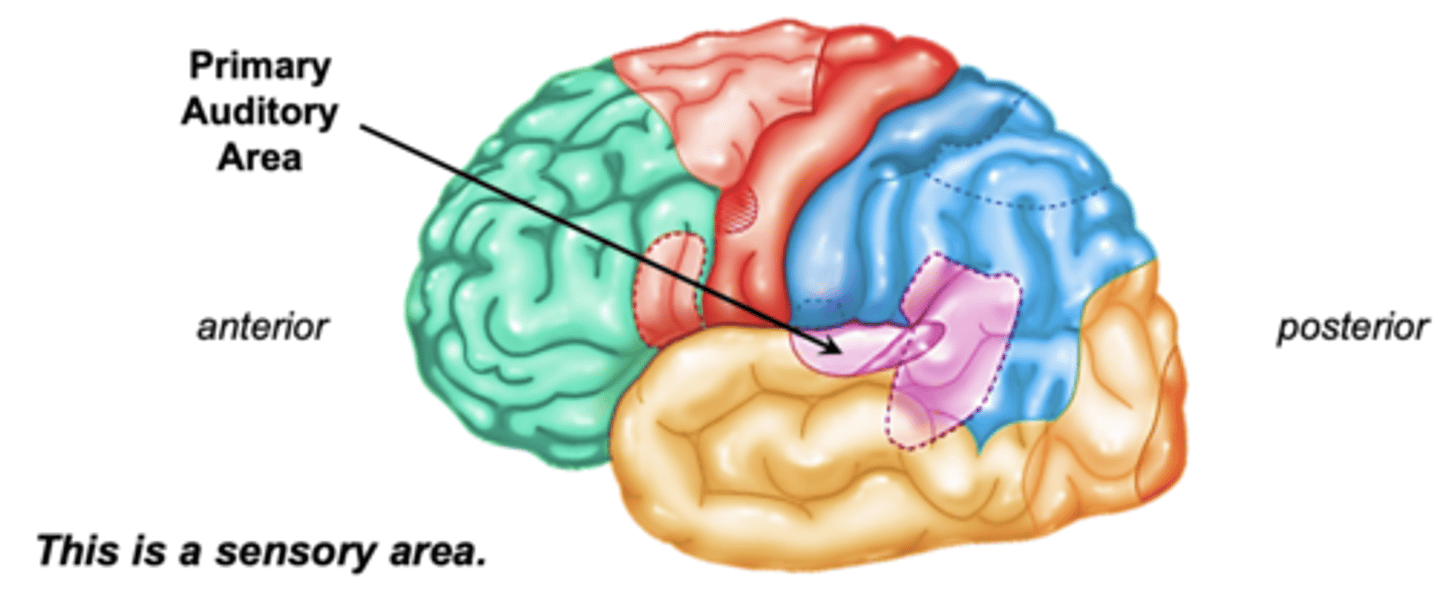 <p>deep within lateral fissure on a strip of cortex in the superior temporal lobe</p>