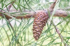 <p><span>2-1/2 to 4" long, sharp spined, persistent, inside of new cone purple color.</span></p>