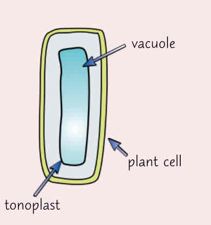 <p>-vacuole is a compartment surrounded by a membrane called the tonoplast </p><p>-vacuole contains cell sap which keeps the cells turgid </p><p>-involved in the break down and isolation of unwanted chemicals in the cell </p><p>-tonoplast controls what enters and leaves the vacuole </p>