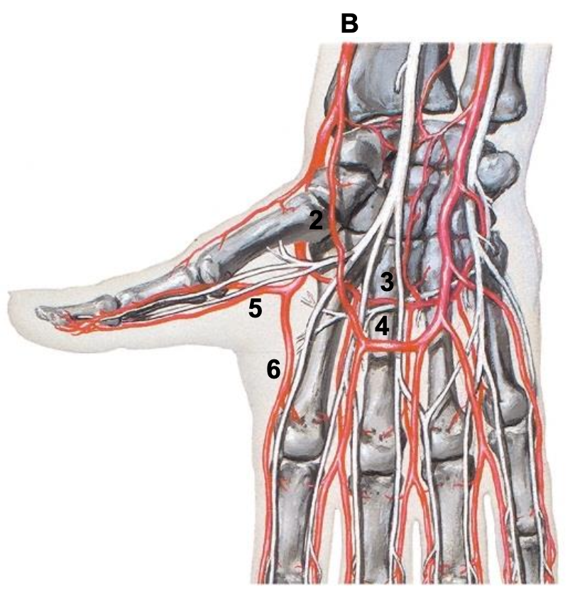 <p>What is structure B?</p>