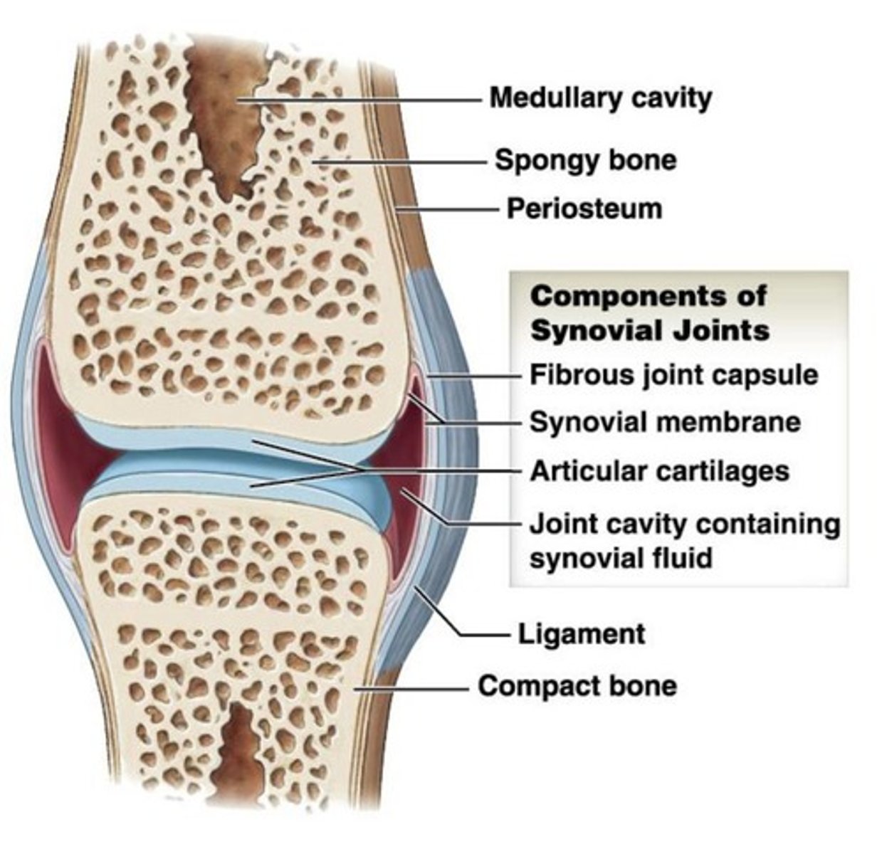 <p>- are covered by articular cartilages and therefore are not in direct contact with one another.</p><p>- help reduce friction within the joint</p>