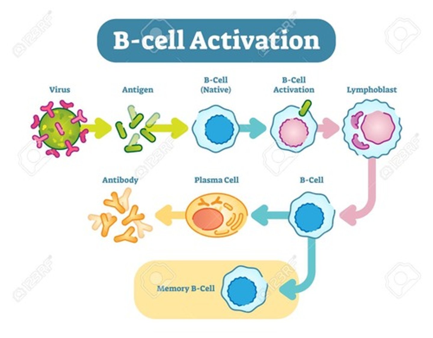 <p>False. Effector B cells are the only subtype of B cells that can create antibodies. Memory B cells cannot!</p><p>Effector B cells that make antibodies are often called Plasma Cells once they start making the antibodies.</p>