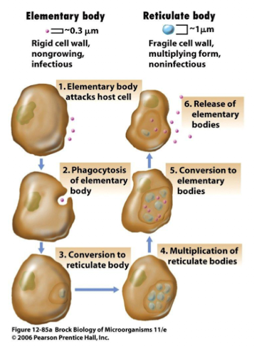 <ul><li><p><strong>Elementary bodies (infectious, non-growing)</strong></p></li><li><p><strong>Reticulate bodies (replicating, non-infectious)</strong></p></li><li><p><strong>Replication cycle ~2–3 hours</strong></p></li></ul><p></p>
