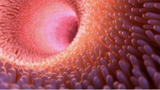 <p>The small intestine has three segments and secretes various digestive substances.</p><p>It also receives enzymes and secretions from the pancreas, liver, and gallbladder.</p><p>Duodenum – primarily absorbs minerals.</p><p>Jejunum – absorbs water-soluble vitamins, proteins, and carbohydrates.</p><p>Ileum – absorbs fat-soluble vitamins, fats, cholesterol, and bile salts.</p><p></p>