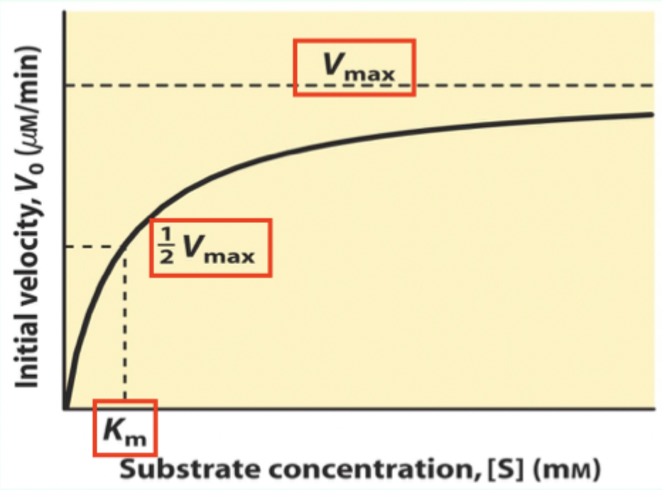 <p>The <strong>Michaelis–Menten (M–M) constant</strong>; <strong>K<sub>m</sub></strong> is the [S] where V₀ = 0.5 Vmax</p>