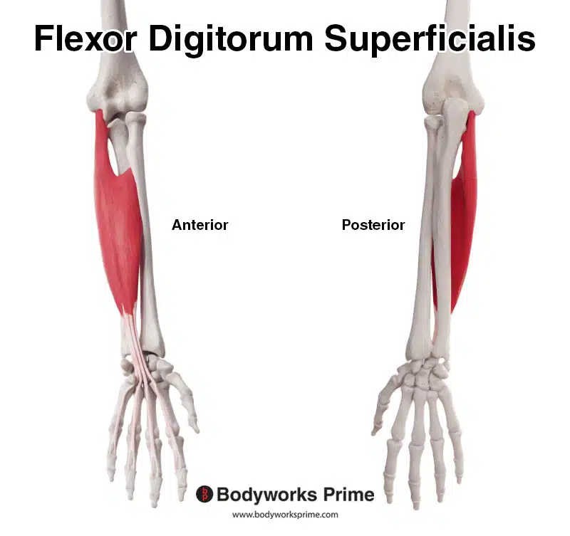 <p>Location:</p><ul><li><p><strong>anterior aspect of the forearm</strong></p></li><li><p>anterior compartment of the forearm</p></li></ul><p></p><p>Function:</p><ul><li><p>flexes the middle phalanges of the four fingers</p></li><li><p>assists in flexing the metacarpophalangeal (MCP) joints and the wrist</p></li></ul><p></p>