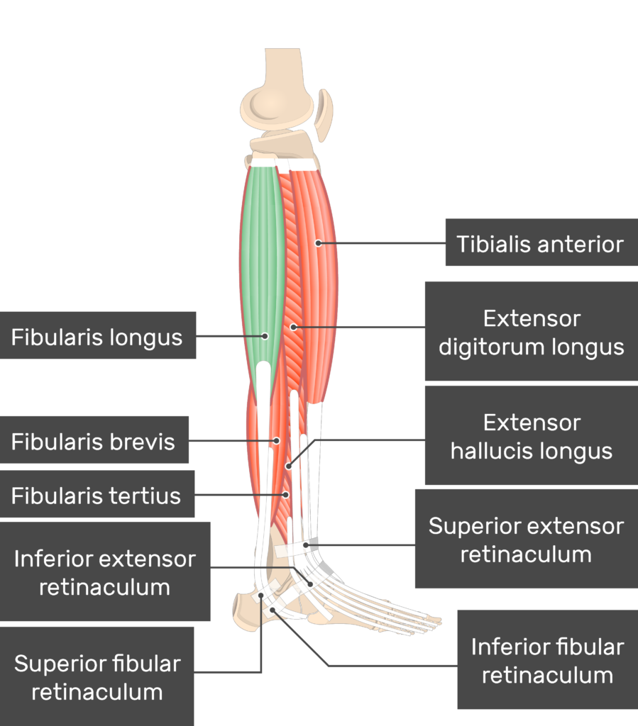 <p>Fibularis longus</p>
