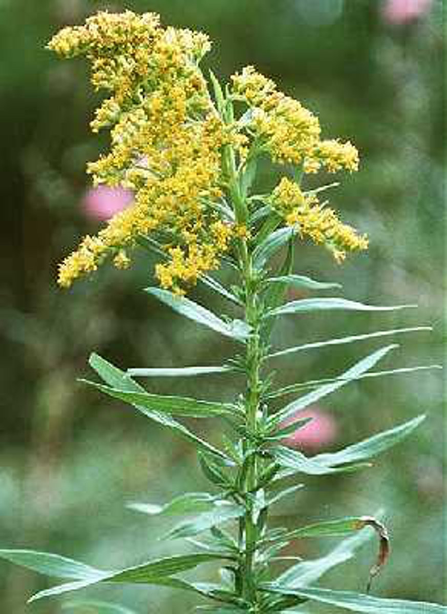 <p>Tall goldenrod with plume-like clusters of yellow flowers; HMF, campus.</p>