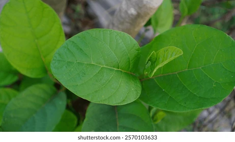 <p>Leaf apex?</p>