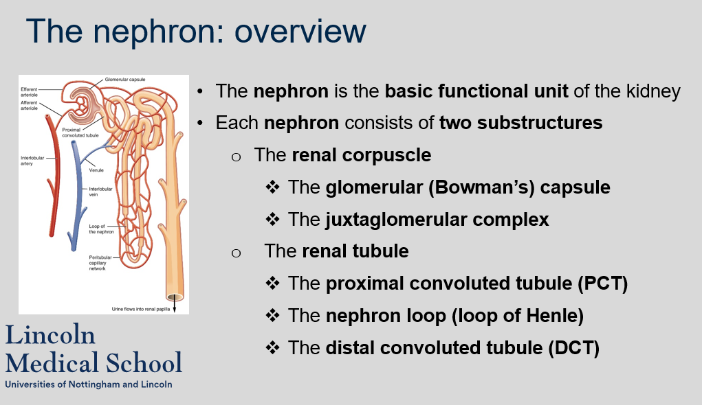 The nephron is the basic functional unit of the kidney. 