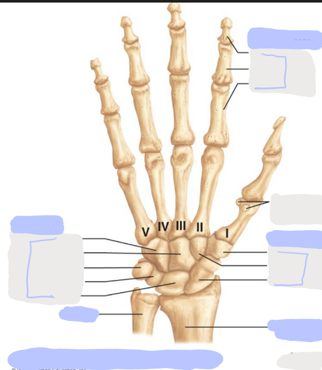 <p>Where are some of the <strong>Carpals?</strong></p>