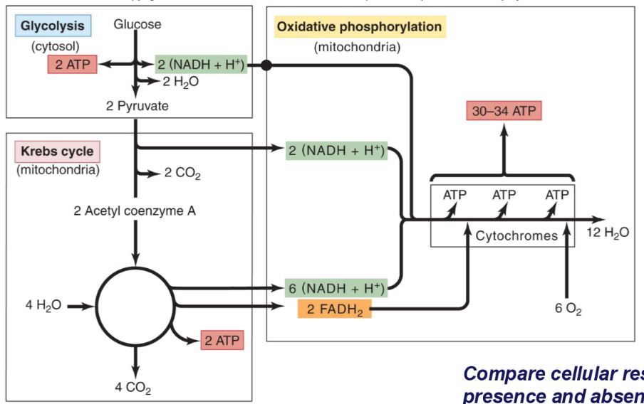 <p>Creates pyruvate from glucose;<br>occurs in the cytosol</p>