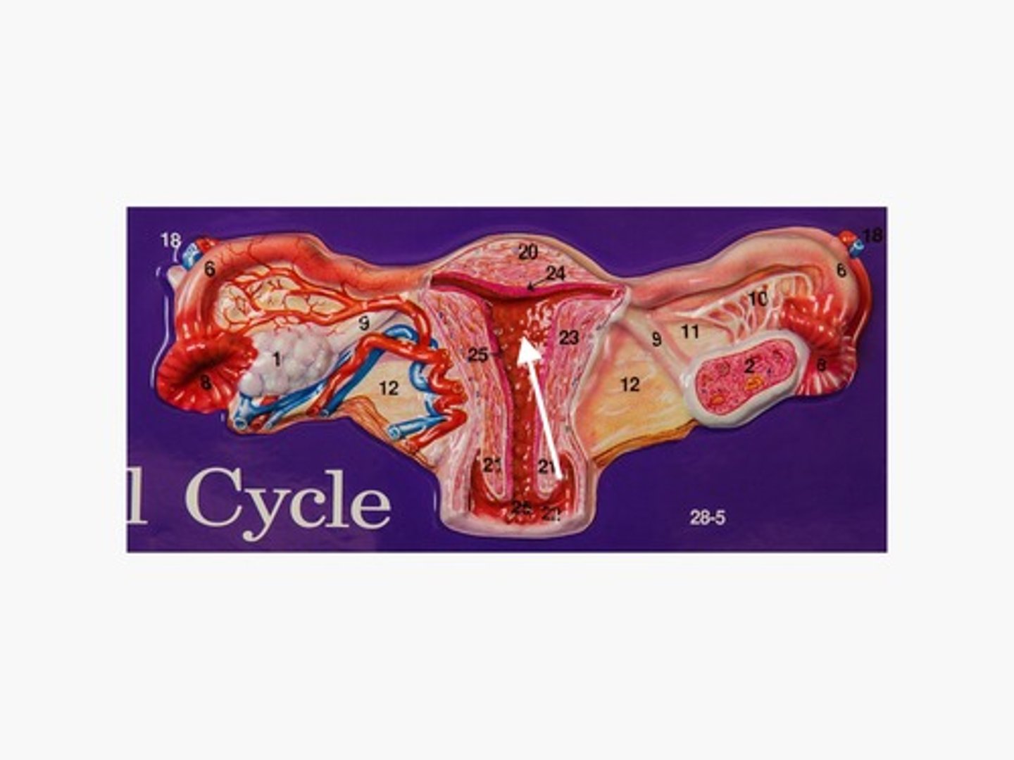 <p>What phase is this?</p>