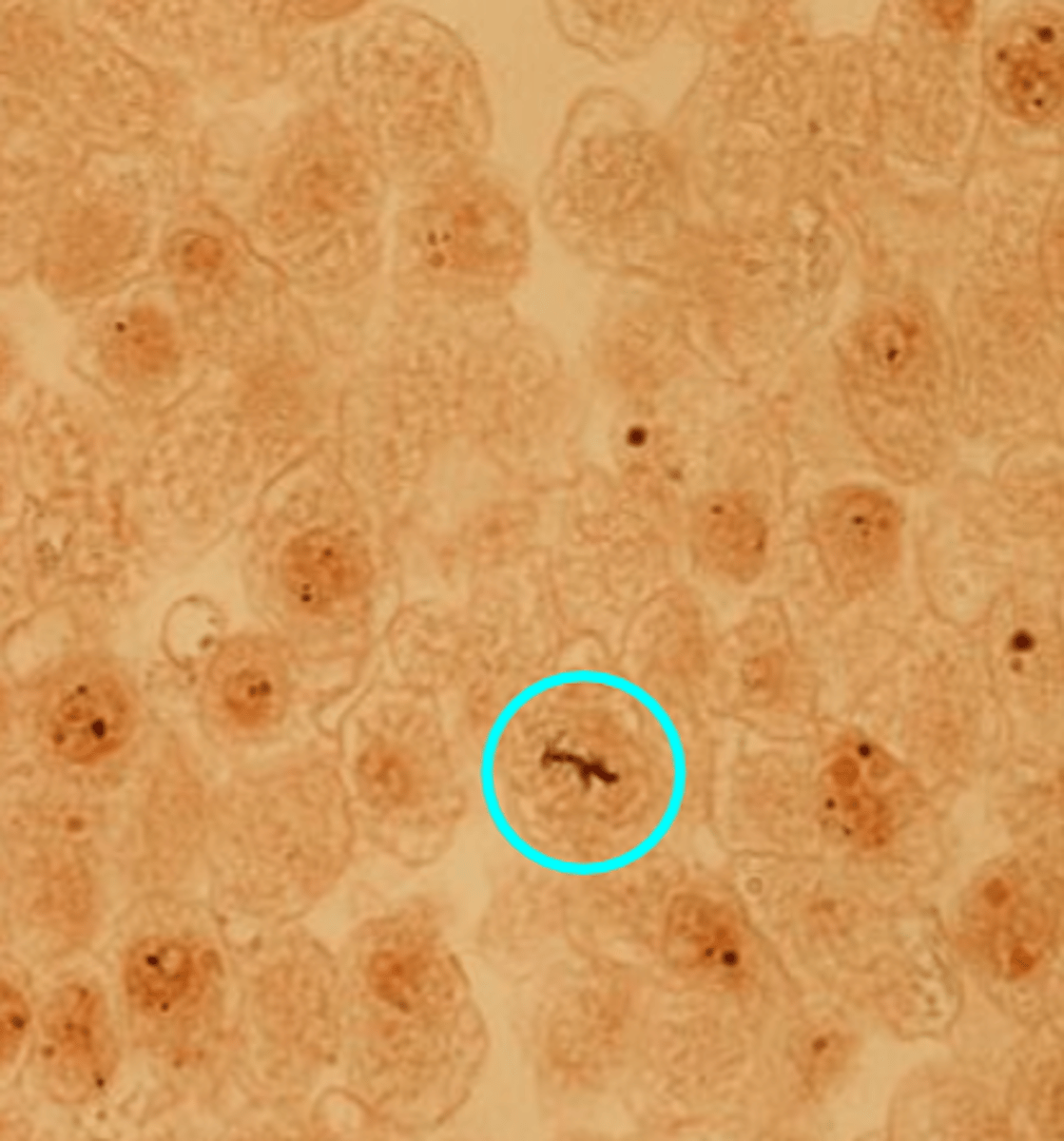 <p>Chromosomes line up in the middle of the cell</p>