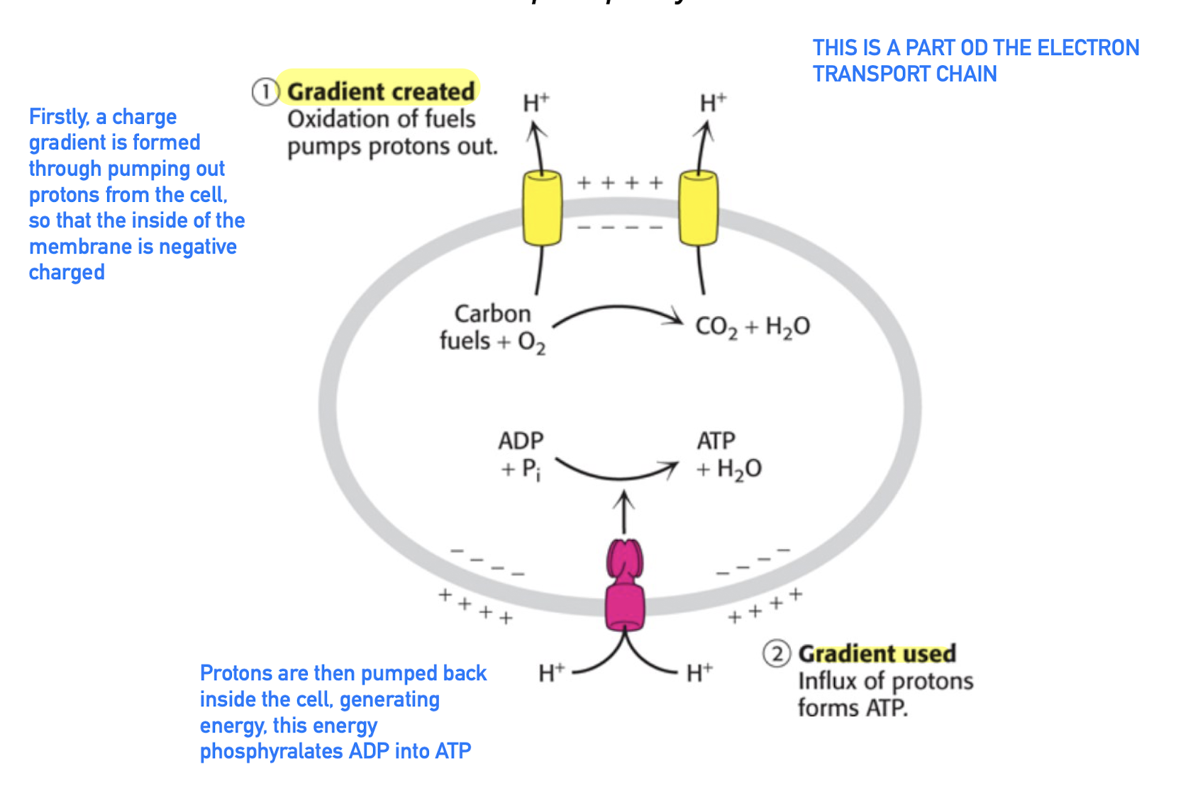 <ul><li><p>A part of the electron transport chain?</p></li><li><p>This seems to be a very simplified version (?)</p></li></ul><p></p><ol><li><p>Creation of H+ gradient, H+ is pumped outside the mitrocondria matrix. The inside of the mitocondria is now more (-). <br>- NADH —&gt; (HAD<sup>+</sup>) + (H<sup>+</sup>) <br>- FADH<sub>2</sub> —&gt; (FAD) +(2 x H<sup>+</sup>) <br></p></li><li><p>ATP-syntase, the H+ gradient is used to phosphyorate ADP into ATP. Energy is created through H+ going through ATP-syntase.</p></li></ol><p></p>