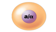 <p>Last step in mating cells. The nucleus of the fused cell includes all the genes from each of the two cells.</p>