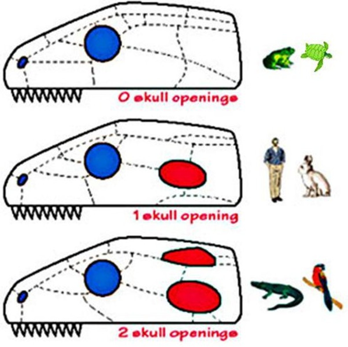 <p>➷ Synapsis - one temporal fenestrae; mammals</p><p>➷ Sauropsids -</p><p>- anapsids - no temporal fenestrae (turtle)</p><p>- diapsids - two temporal fenestrae</p>