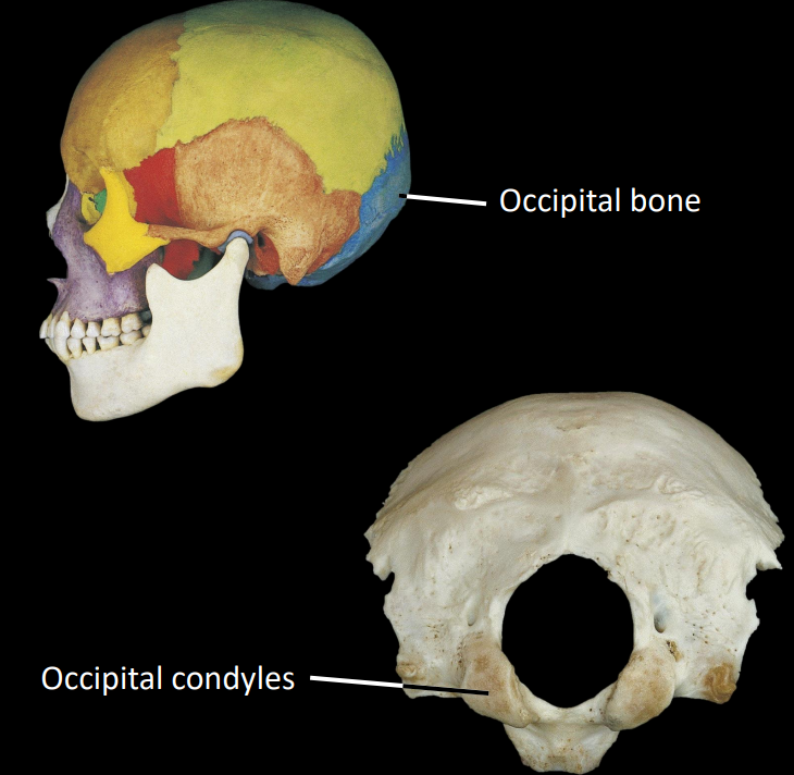 <p>occipital condyles, articulates with C1</p>