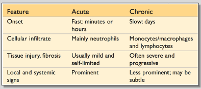 Acute →

Rapid onset, minutes to hours 

Short duration: several days 

Cardinal signs of inflammation: local and systemic regions, no fibrosis 

Neutrophils present 

\
Chronic →

Insidious onset: multiple days 

Longer duration: even lasting years 

Few sings, angiogenesis, fibrosis 

Macrophages, lymphocytes 