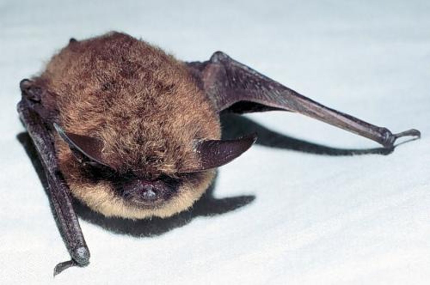 <p>little brown bat</p>