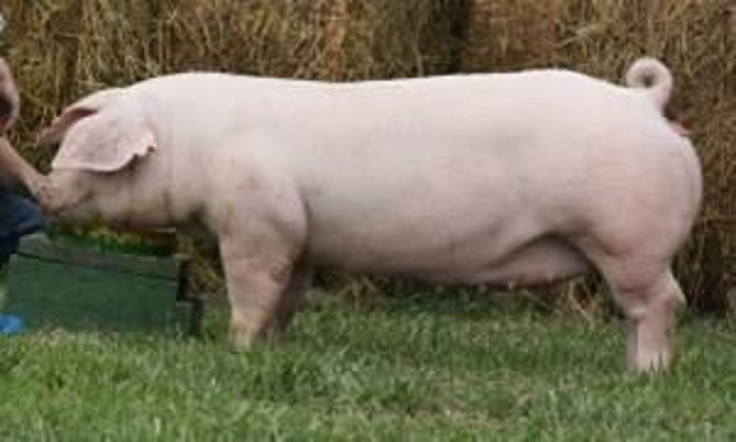 <p>droopy ears- straight out, pork, polyvalent system</p>