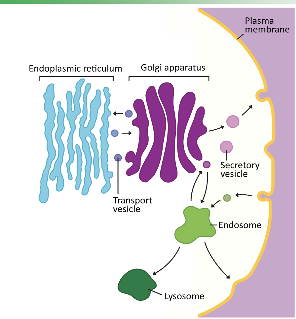 <p><strong>ER, Golgi, endosomes, &amp; lysosomes&nbsp;</strong></p>