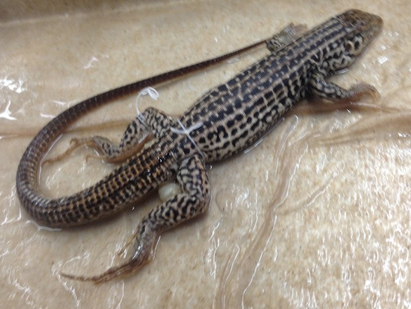 <p>Western Whiptail</p>