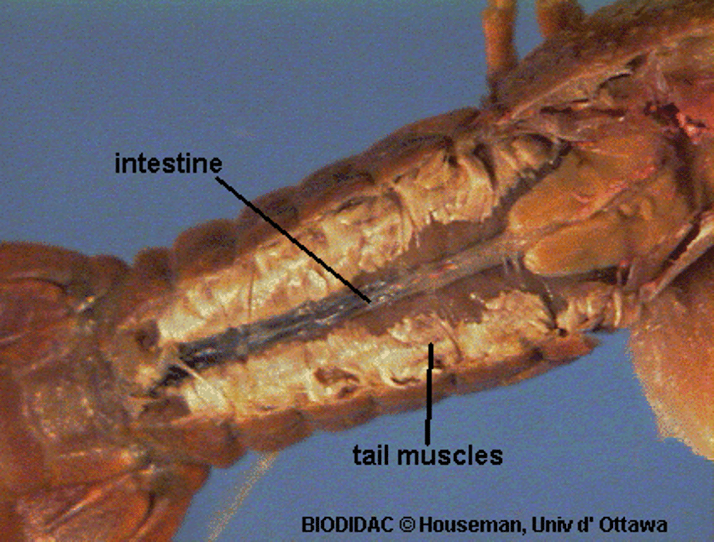 <p>chemical digestion</p>