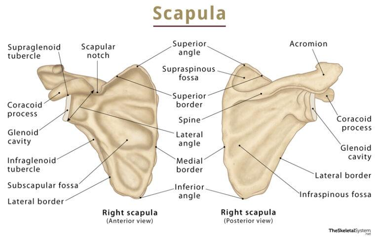 <p>long narrow bone on the back of the scapula </p>