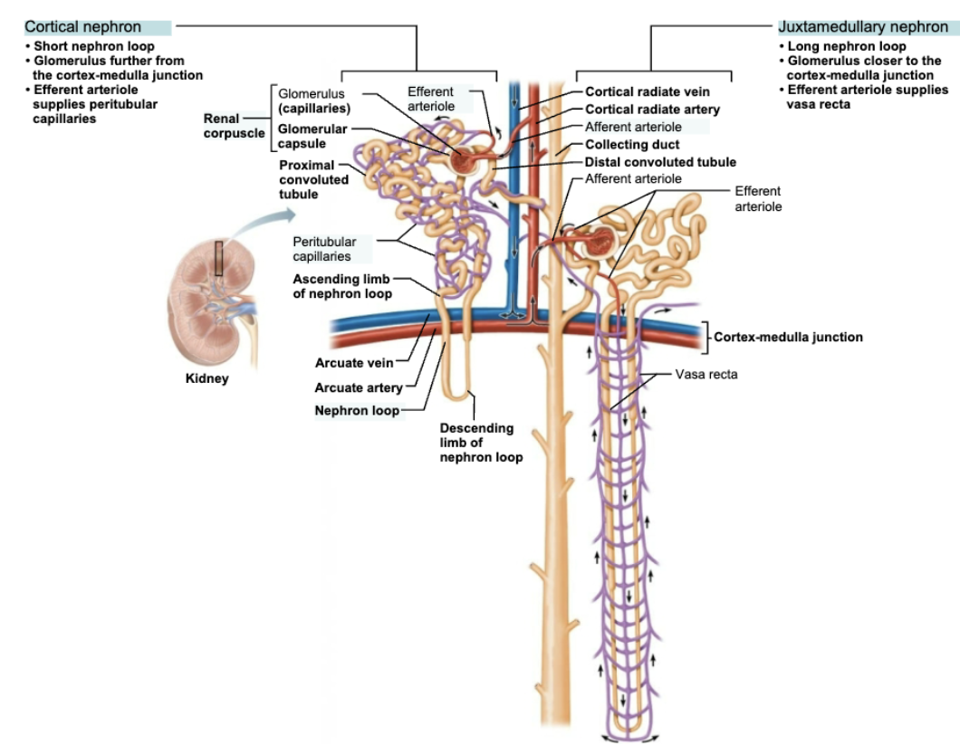 <p><code>Glomerulus</code></p><p><strong>LOCATION</strong> </p><ul><li><p><span style="color: purple;"><strong><u><mark data-color="yellow" style="background-color: yellow; color: inherit;"><span>Cortical & Juxtaglomerular Complex (JGC</span></mark></u><mark data-color="yellow" style="background-color: yellow; color: inherit;"><span>)</span></mark></strong></span> → <span style="color: purple;"><strong><mark data-color="purple" style="background-color: purple; color: inherit;"><span>Renal Corpusle</span></mark></strong></span></p></li></ul><p><span style="color: rgb(0, 0, 0);"><strong><span>STRUCTURE</span></strong></span></p><ul><li><p>Different from other capillary bends because they are <strong><em>fed and drained</em></strong> by <span style="color: blue;"><strong><span>arteriole</span></strong></span> </p><ul><li><p><span style="color: blue;"><strong><mark data-color="green" style="background-color: green; color: inherit;"><span>Afferent arteriole</span></mark></strong></span> enters <strong>glomerulus</strong> and leaves via <span style="color: blue;"><strong><mark data-color="red" style="background-color: red; color: inherit;"><span>efferent arteriole</span></mark></strong></span></p></li></ul></li></ul><p><span style="color: rgb(0, 0, 0);"><strong><span>FUNCTION </span></strong></span></p><ul><li><p><span style="color: red;"><strong>Capillaries are specialized for filtration </strong></span></p></li></ul><p><code>Peritubular Capillaries</code></p><p><strong>LOCATION</strong> </p><ul><li><p><span style="color: purple;"><strong><u><mark data-color="yellow" style="background-color: yellow; color: inherit;"><span>Cortical Nephron</span></mark><mark data-color="purple" style="background-color: purple; color: inherit;"><span> </span></mark></u></strong></span>→ <span style="color: purple;"><strong><mark data-color="purple" style="background-color: purple; color: inherit;"><span>Renal Tubule</span></mark></strong></span></p></li></ul><p><strong><span>STRUCTURE</span></strong></p><ul><li><p>Arise from <span style="color: blue;"><strong><mark data-color="green" style="background-color: green; color: inherit;">efferent arterioles</mark></strong></span> → Empty into <span style="color: blue;"><strong><mark data-color="red" style="background-color: red; color: inherit;">venules</mark></strong></span></p></li><li><p>Cling to adjacent renal tubules in cortex</p></li></ul><p><strong><span>FUNCTION</span></strong><span style="color: red;"><strong><span> </span></strong></span></p><ul><li><p><span style="color: red;"><strong>Low-pressure, porous capillaries adapted for absorption of water and solutes</strong></span></p></li></ul><p><code>Vasa recta</code></p><p><strong>LOCATION</strong> </p><ul><li><p><span style="color: purple;"><strong><u><mark data-color="yellow" style="background-color: yellow; color: inherit;"><span>Juxtaglomerular Complex (JGC</span></mark></u></strong></span><strong><mark data-color="yellow" style="background-color: yellow; color: inherit;"><span>)</span></mark></strong>→ <span style="color: purple;"><strong><mark data-color="purple" style="background-color: purple; color: inherit;"><span>Renal Tubule</span></mark></strong></span></p></li></ul><p><strong><span>STRUCTURE</span></strong></p><ul><li><p>Arise from <span style="color: blue;"><strong><mark data-color="green" style="background-color: green; color: inherit;">efferent arterioles</mark></strong></span> serving Juxtamedullary Nephrons</p></li><li><p>Long, thin-walled vessels parallel to long nephron loops to Juxtamedullary Nephrons</p></li></ul><p><strong><span>FUNCTION</span></strong><span style="color: red;"><strong><span> </span></strong></span></p><ul><li><p><span style="color: red;"><strong>Formation of concentrated urine </strong></span></p></li></ul><p></p>