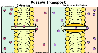 <p>What is diffusion?</p>