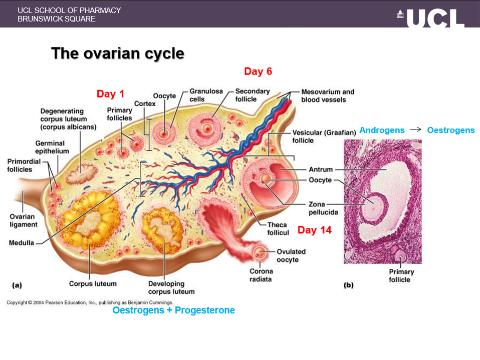 <p>ovulation occurs — the Graafian follicle ruptures and releases the oocyte</p>