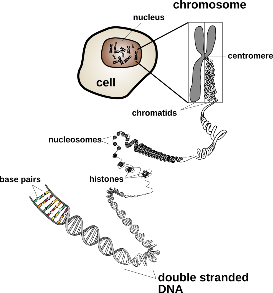 <p>a length of DNA and its associated proteins. Has thick, shortened strands of genetic material (DNA) that are inaccessible or packaged. They become noticable under a light microscope when the genetic matieral reorganizes itself into chromosomes during the processes of cellular division, as they are distinct and condensed. DNA is found in each chromosome of a cell. For most of a cell’s life cycle, its genetic material appears as a mass of long, intertwined strands known as chromatin. </p>
