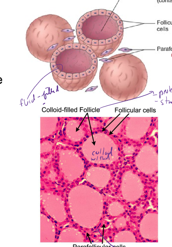<ul><li><p>contains colloid-filled follicle with thyroglobulin inside (where t3 and t4 are attached); thyroid hormone made in here</p></li><li><p>surrounded by follicular cells that make thyroid hormone</p></li><li><p>parafollicular cells in between follicles make calcitonin for Calcium homeostasis</p></li></ul><p></p>