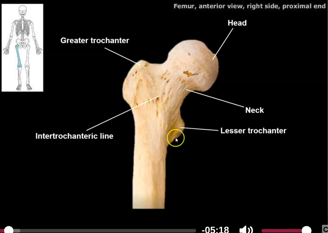 <p>the trochanters are attachment sites for the hip muscles moving the femur</p>