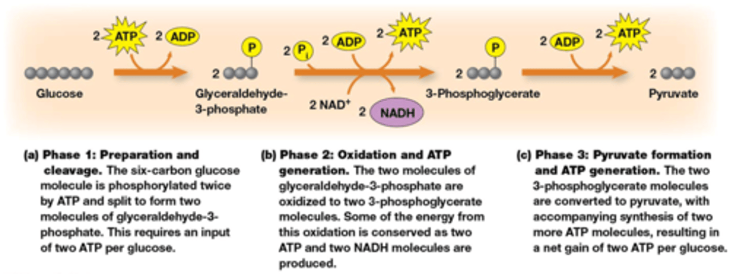 <p>C6H12O6 + 2NAD+ +2ADP +2Pi -> 2 pyruvaat + 2NADH+ 2ATP</p><p>er worden 2 ATP geïnvesteerd en er komen 4 ATP vrij</p>