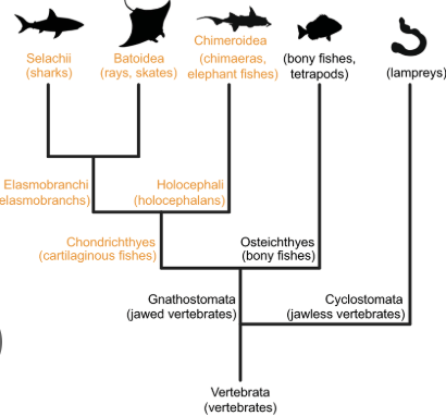 <p>Chondrichthyes → Holocephali (Chimaeriformes) and Elasmobranchii (Neoselachii (all extant elasmobranchs))</p>