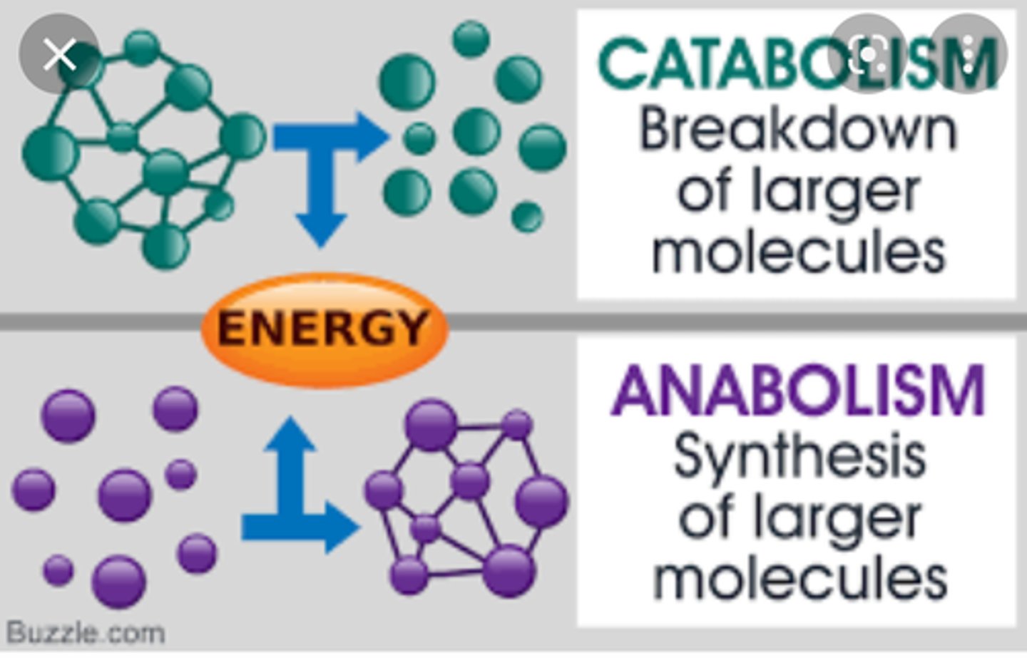 <p>catabolism and anabolism</p>
