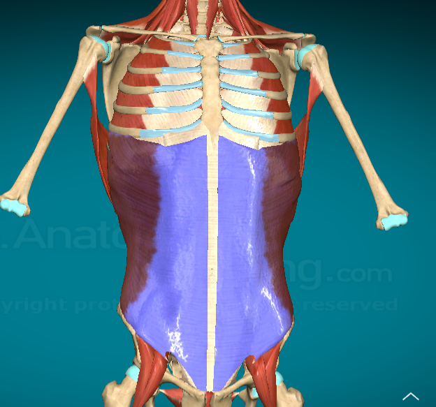 <p>What is this muscle and where is it found?</p>