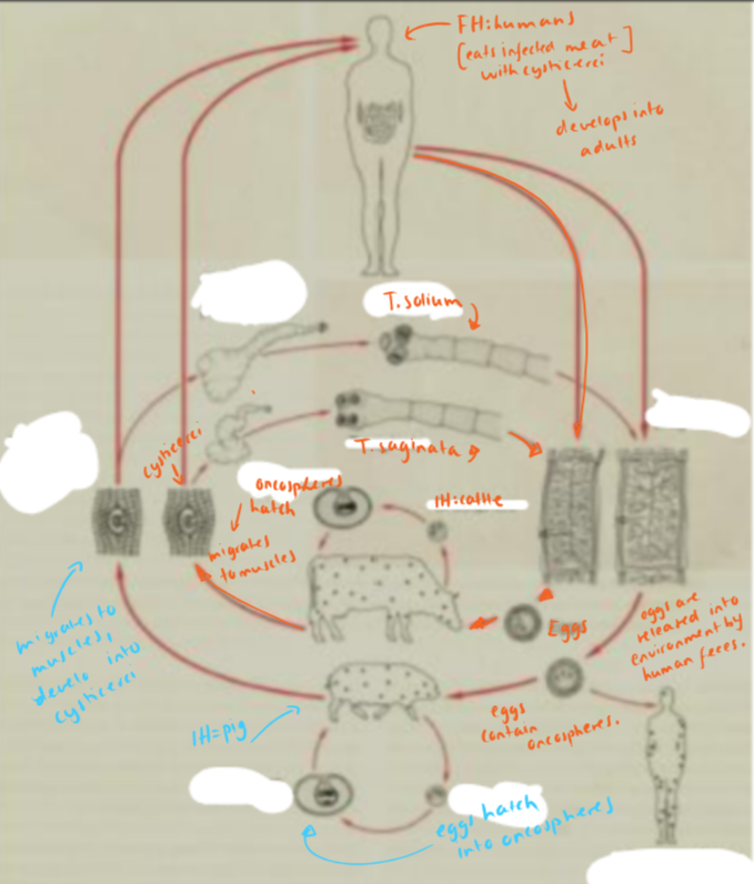 <p>belongs to taenia saginata and taenia solium. </p><p>same principle: </p><ol><li><p>eggs released by human feces</p></li><li><p>enters IH (cattle or pig)</p><ul><li><p>oncospheres are released here from the eggs → goes to muscles </p></li></ul></li><li><p>in muscle: develops into cystercerci </p></li><li><p>FH: human, eats the infected meat (undercooked)</p></li></ol><p></p>