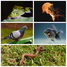 <p>multicellular</p>